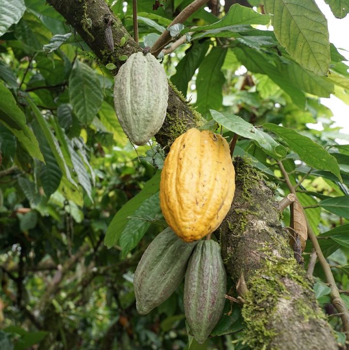Cacao farms