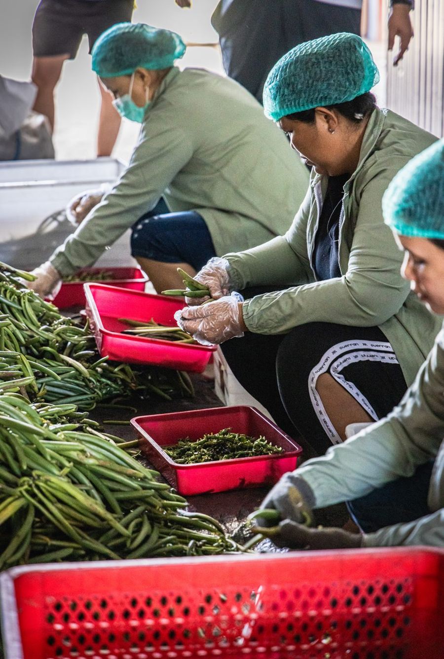 Farmers and processing teams working with Adore