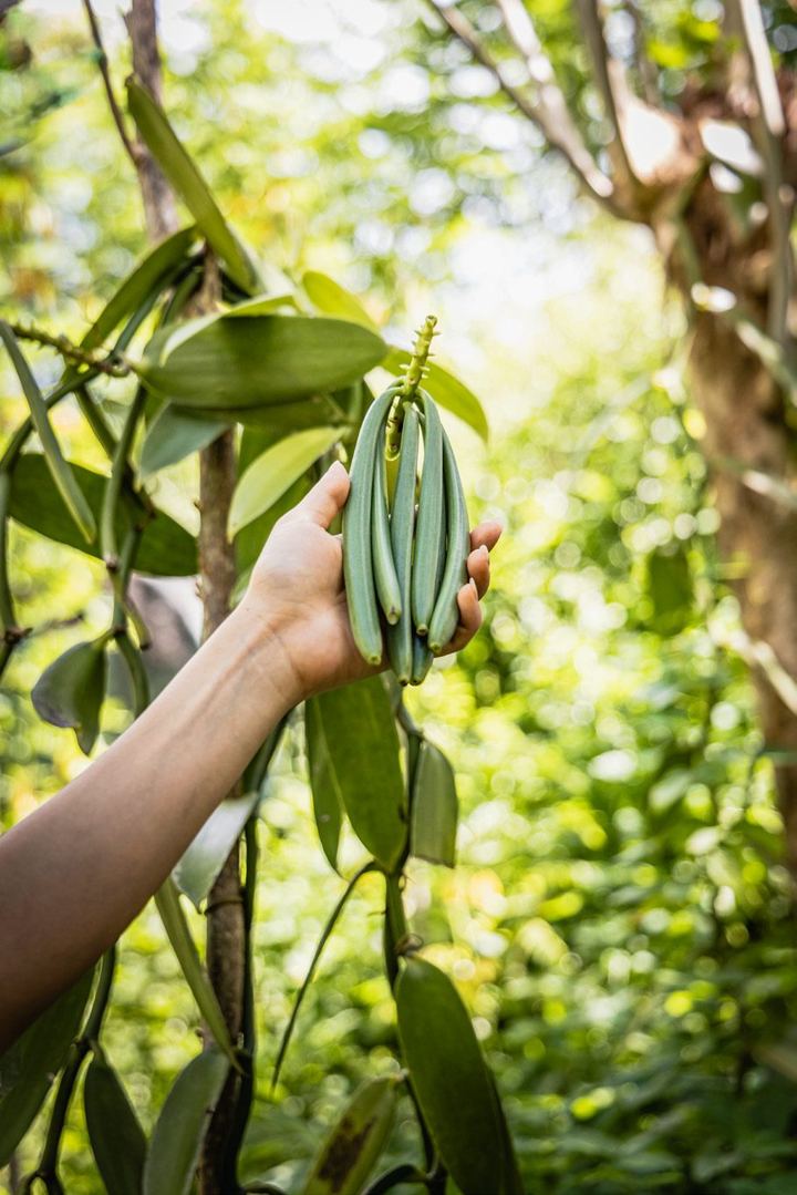 Harvested by hand